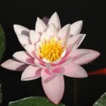 Fotolia 5202227 XS.jpg Lotus rosa 150x150 Prüfungsvorbereitung mit Akupunktur, Bachblüten, Homöopathie & Hypnose