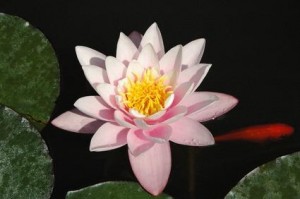 Lotus Qigong in Bremen mit heilpraktikerin Doris Seedorf 008 300x199 Termine